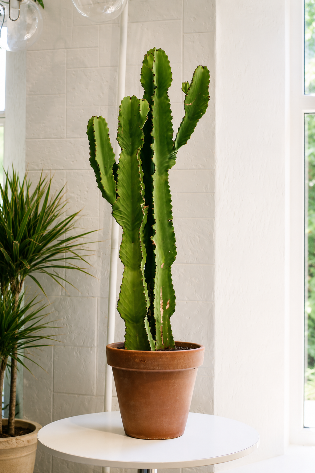 Euphorbia Eritrea branched