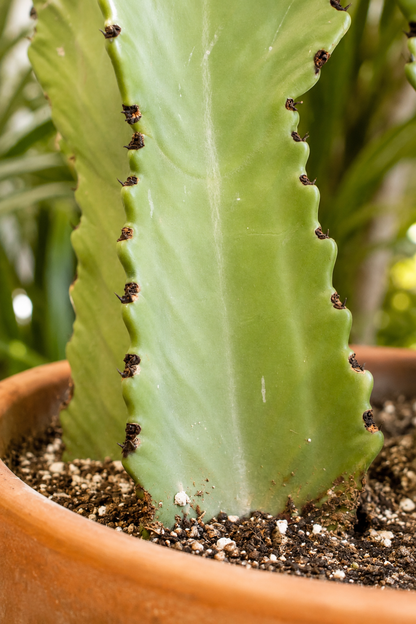 Euphorbia Eritrea branched