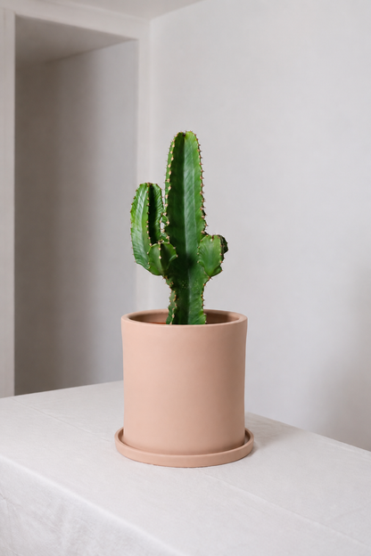 Euphorbia Eritrea branched