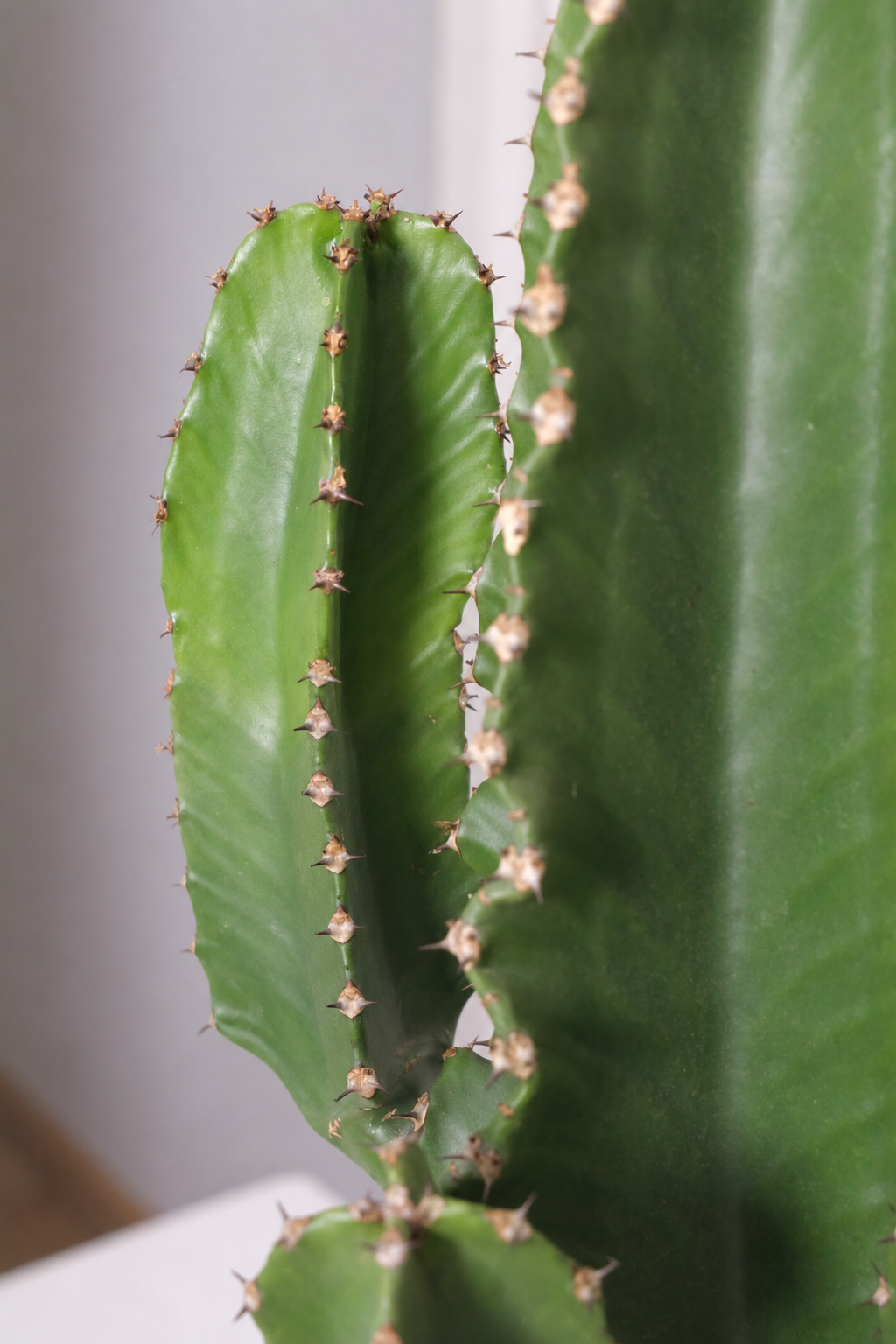 Euphorbia Eritrea branched