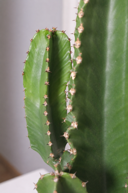 Euphorbia Eritrea branched