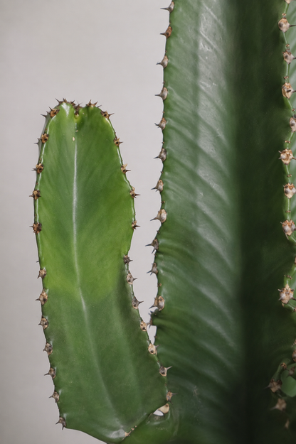 Euphorbia Eritrea branched