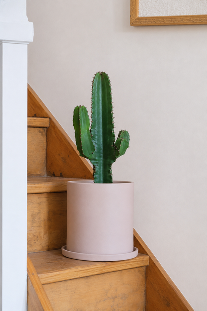 Euphorbia Eritrea branched