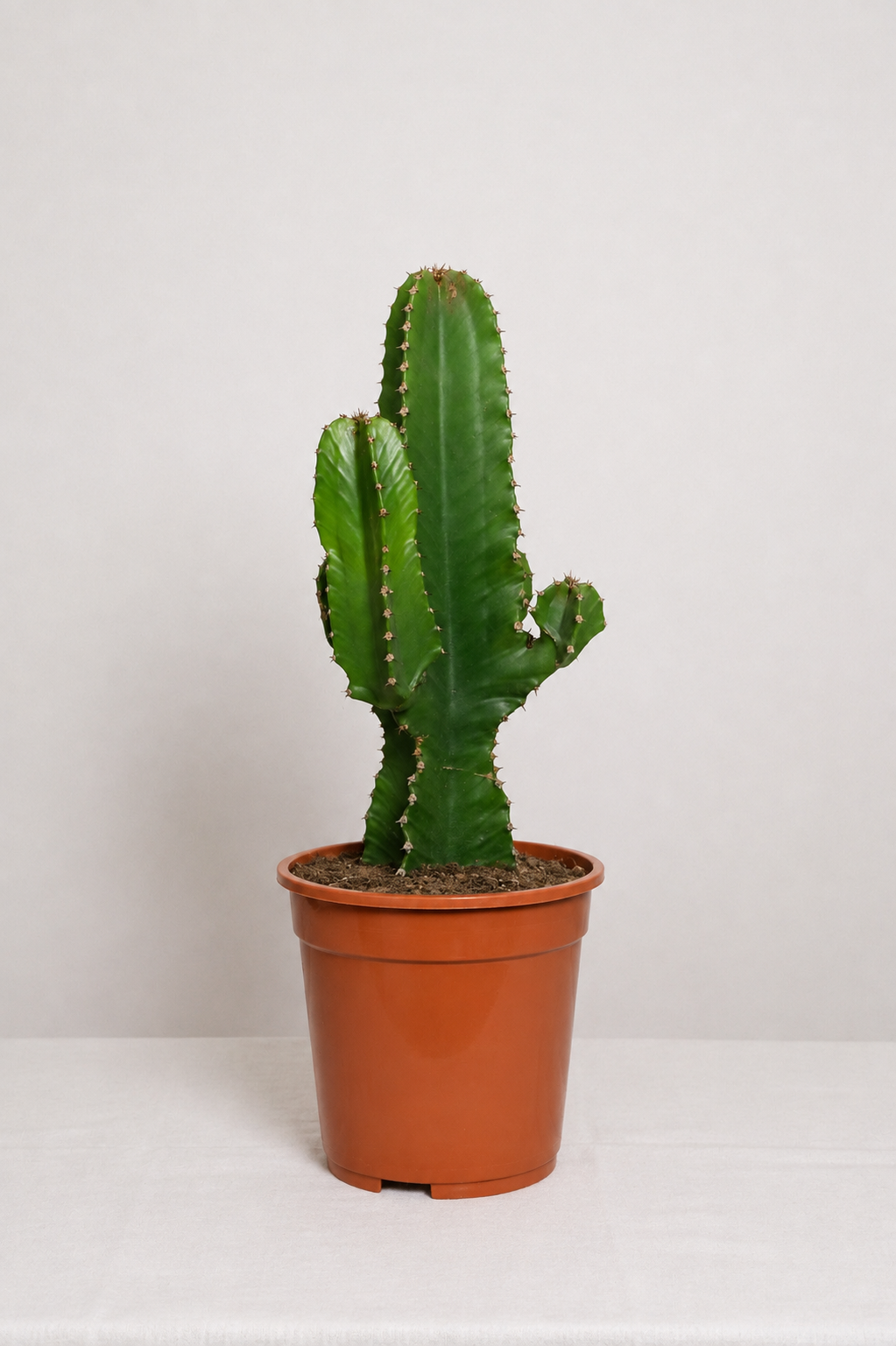 Euphorbia Eritrea branched