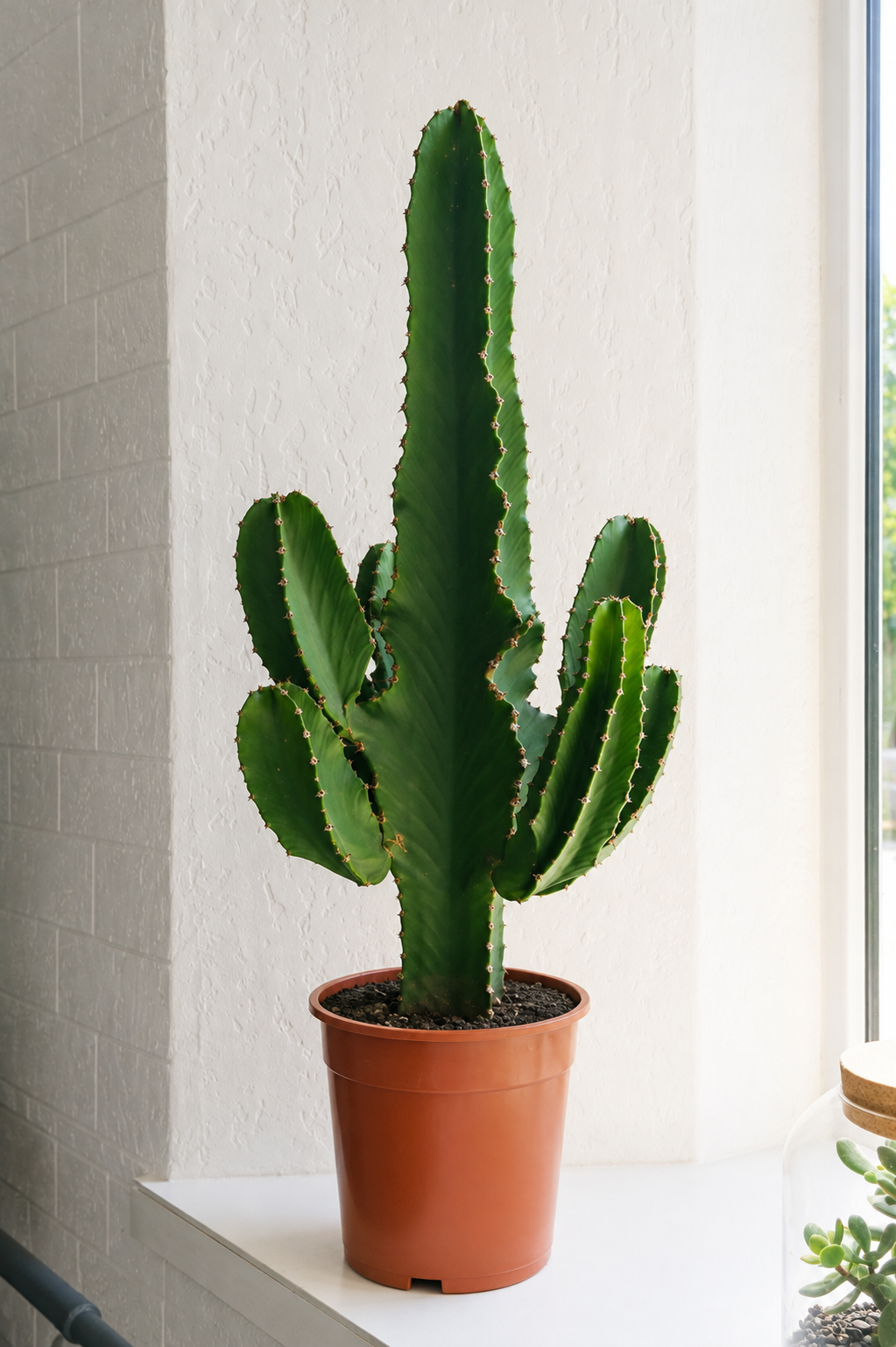 Euphorbia Eritrea branched