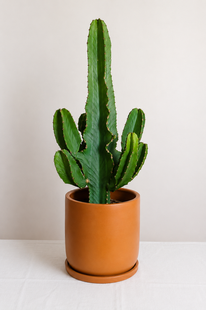 Euphorbia Eritrea branched
