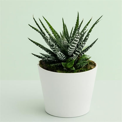 Succulents Aloe/Haworthia MIX