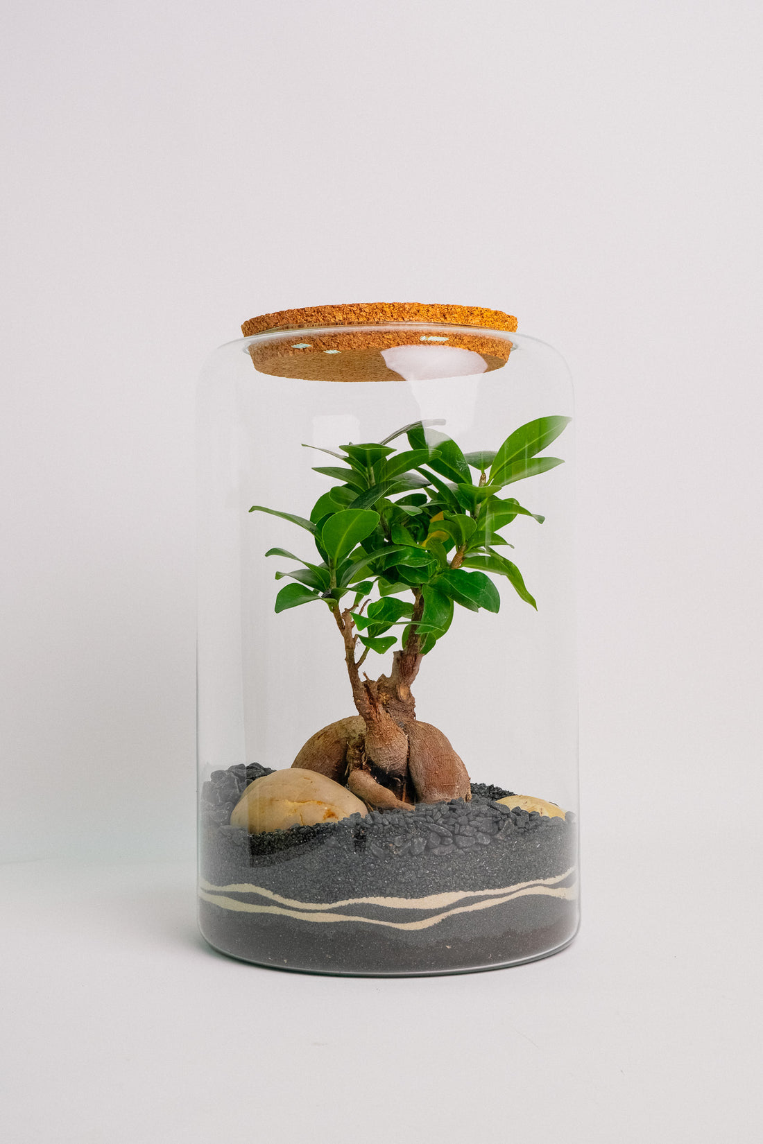 Florariu "Ginseng" super mare - Image 1