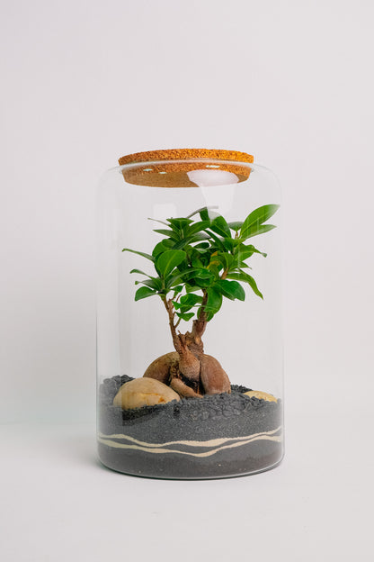 Florariu "Ginseng" super mare - Image 1