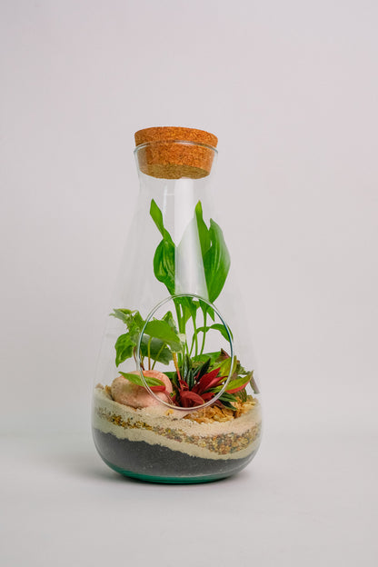 Terariu plante tropicale mediu