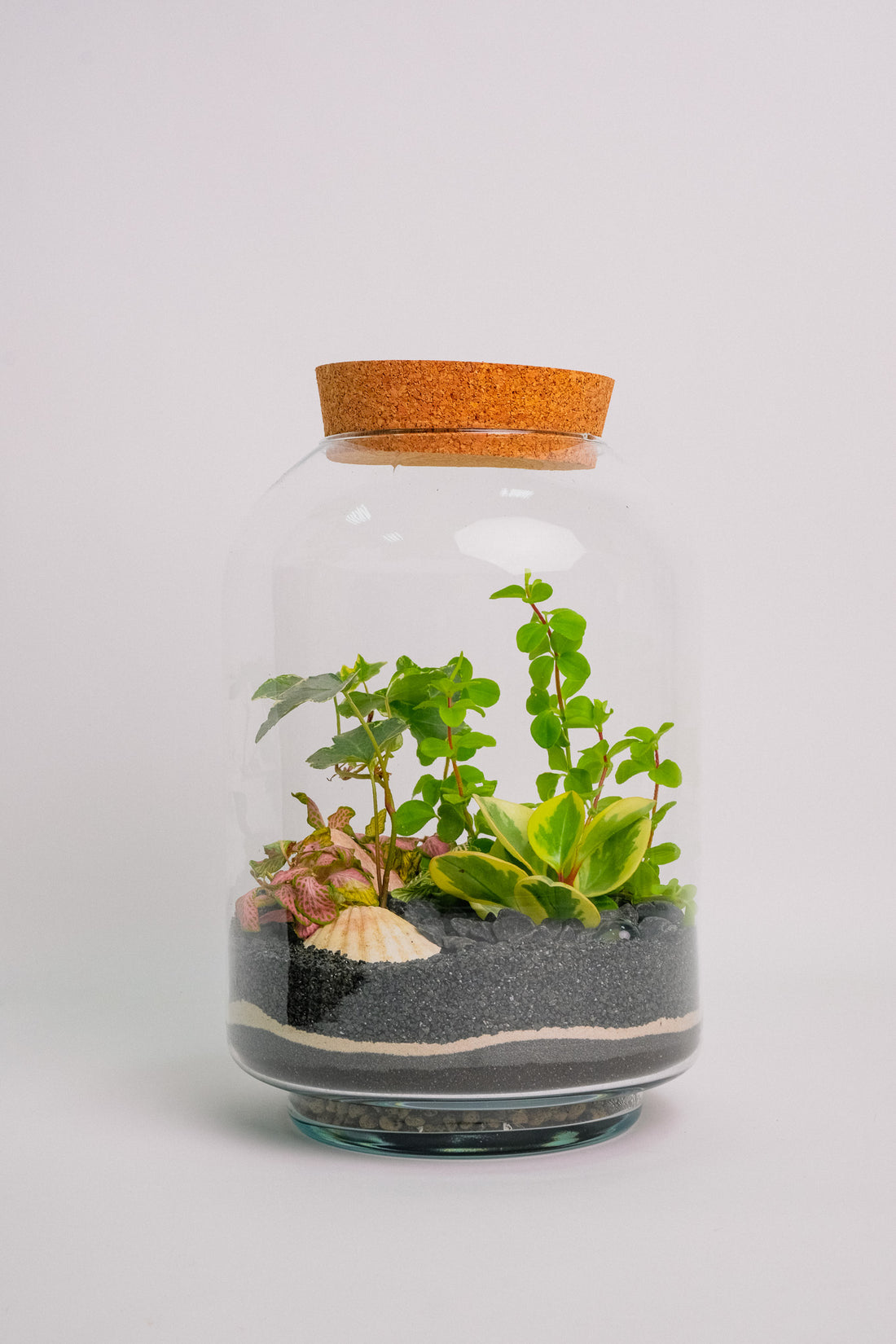 Terariu plante tropicale mare