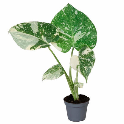 Monstera Thai Constellation