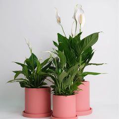 Alege planta pentru terasa ta. Plante de sezon.