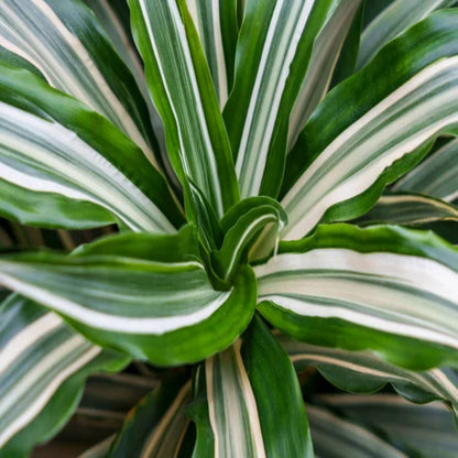 Dracaena deremensis