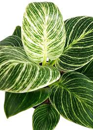 Philodendron Birkin