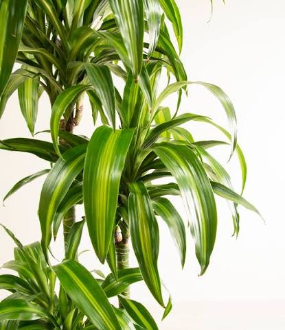 Dracaena deremensis