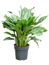 Aglaonema Mix