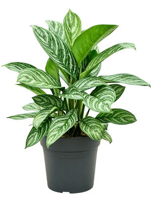 Aglaonema Mix