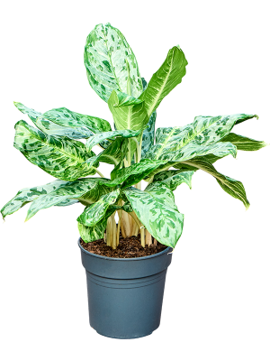 Aglaonema Mix