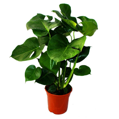 Monstera Deliciosa