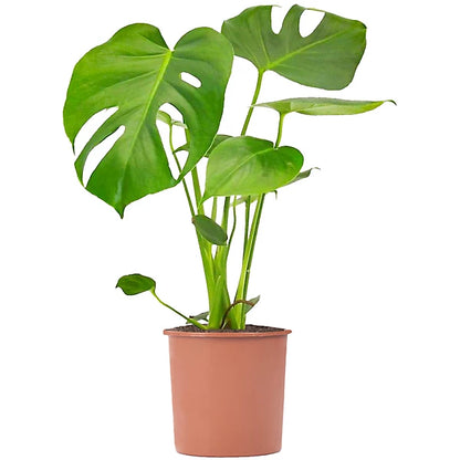 Monstera Deliciosa