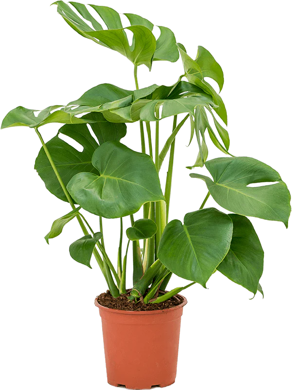 Monstera Deliciosa