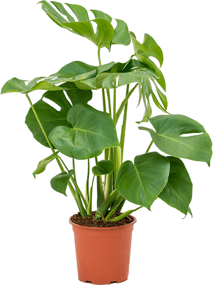 Monstera Deliciosa