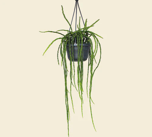 Rhipsalis paradoxa Minor
