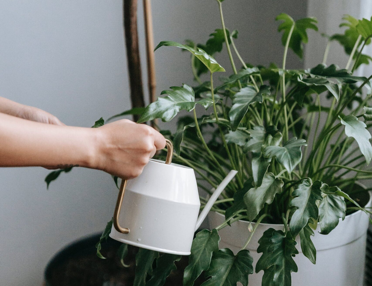 Creșterea umidității featured image