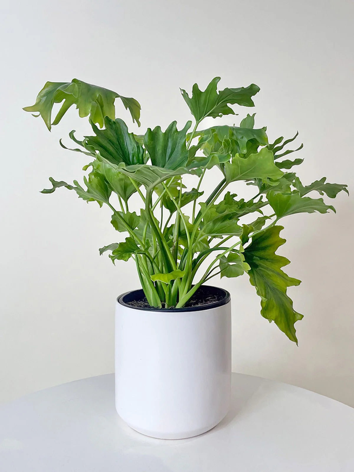 Philodendron Lickety Split