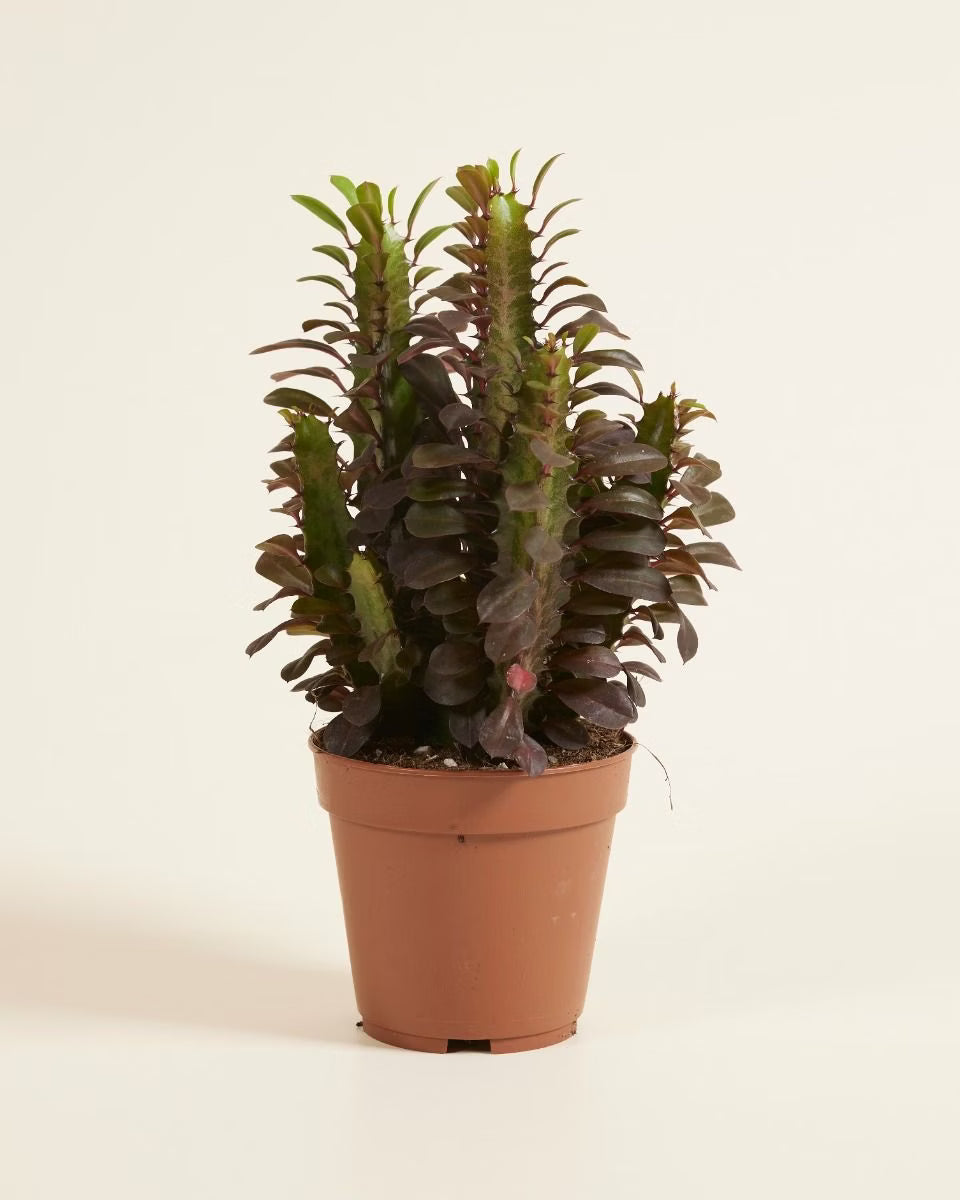 Euphorbia mix