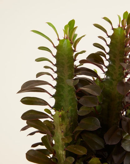 Euphorbia mix