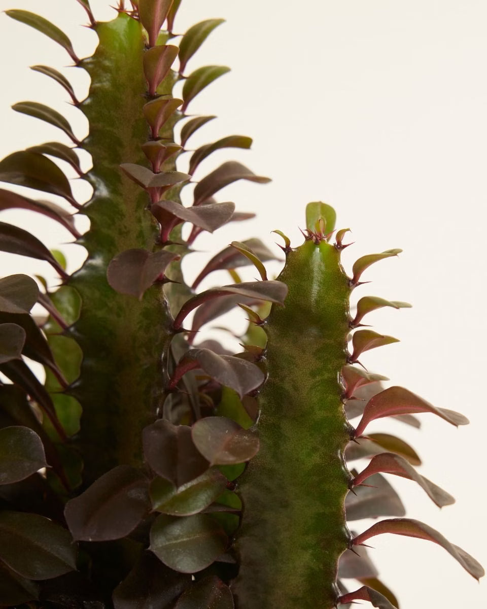 Euphorbia mix
