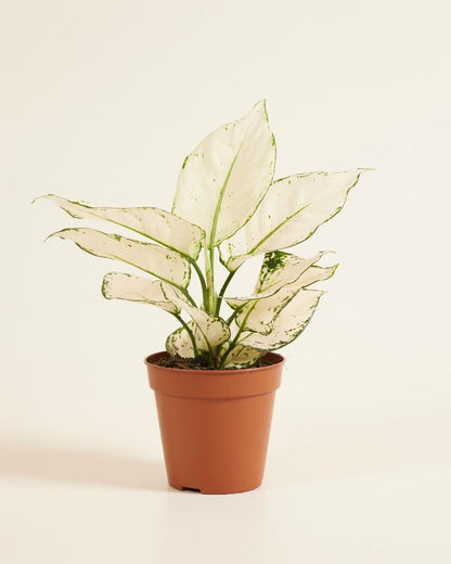 Aglaonema White Joy