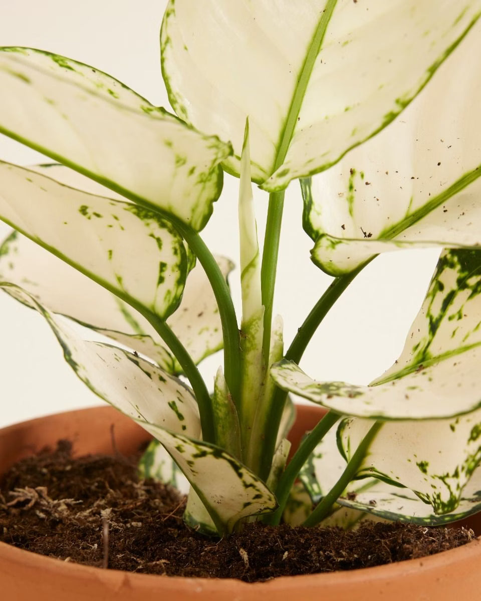 Aglaonema White Joy