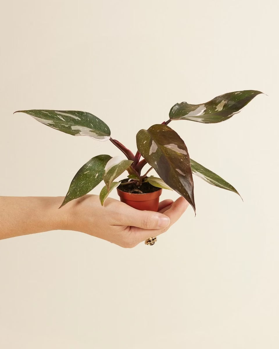 Philodendron Red Anderson