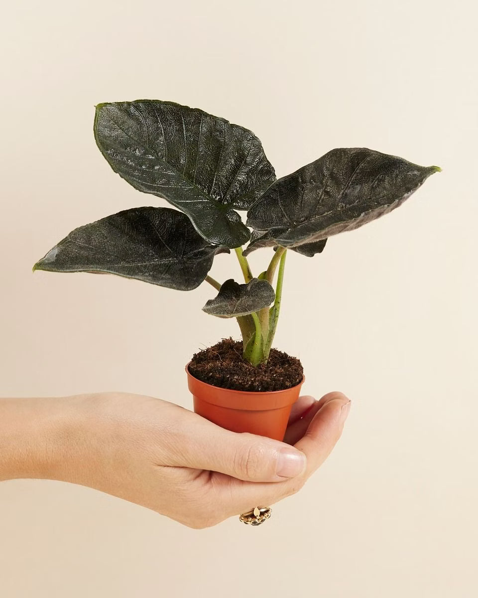 Alocasia Antoro Velvet