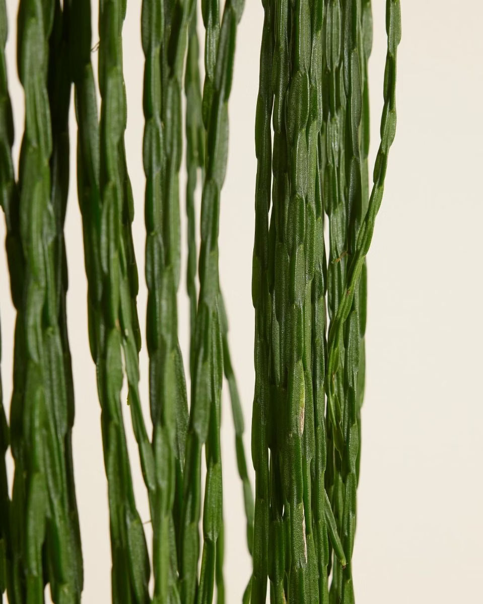 Rhipsalis paradoxa Minor
