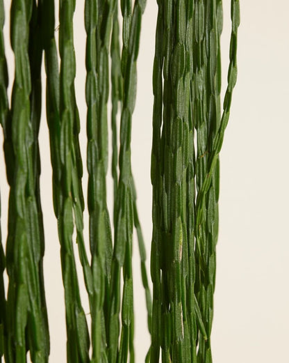 Rhipsalis paradoxa Minor