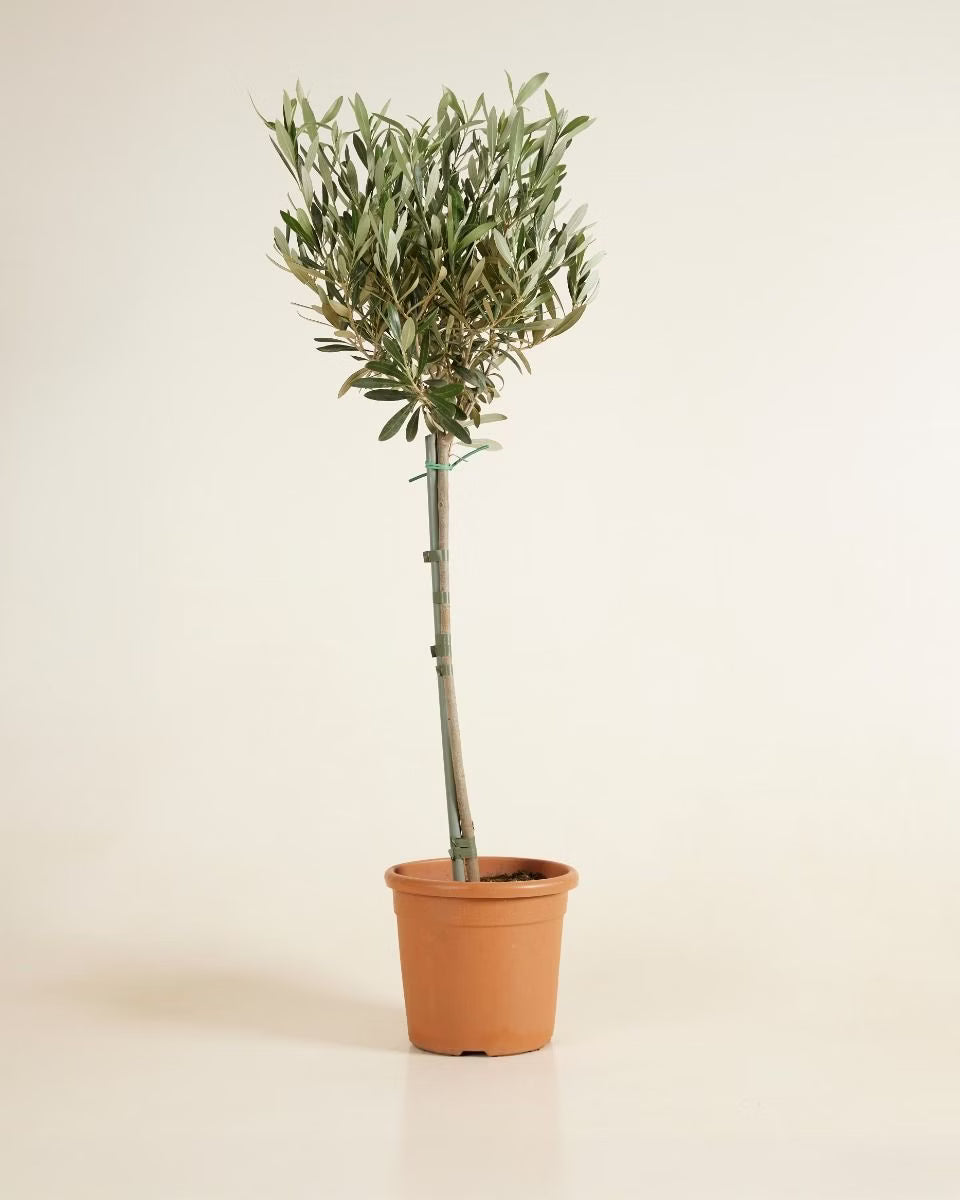 Olea Europaea on Stem