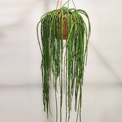 Rhipsalis paradoxa Minor