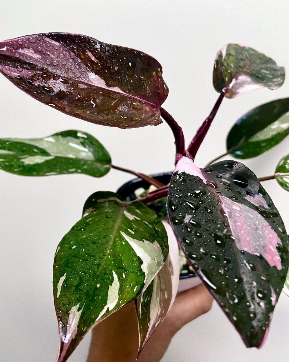 Philodendron Red Anderson