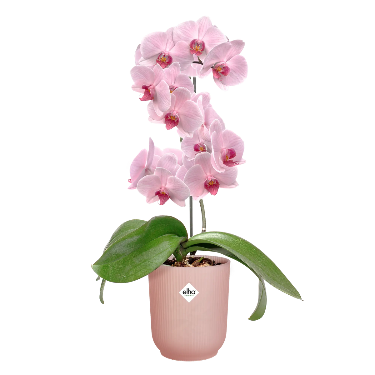 Vibes fold orchid high