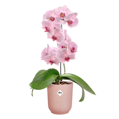 Vibes fold orchid high