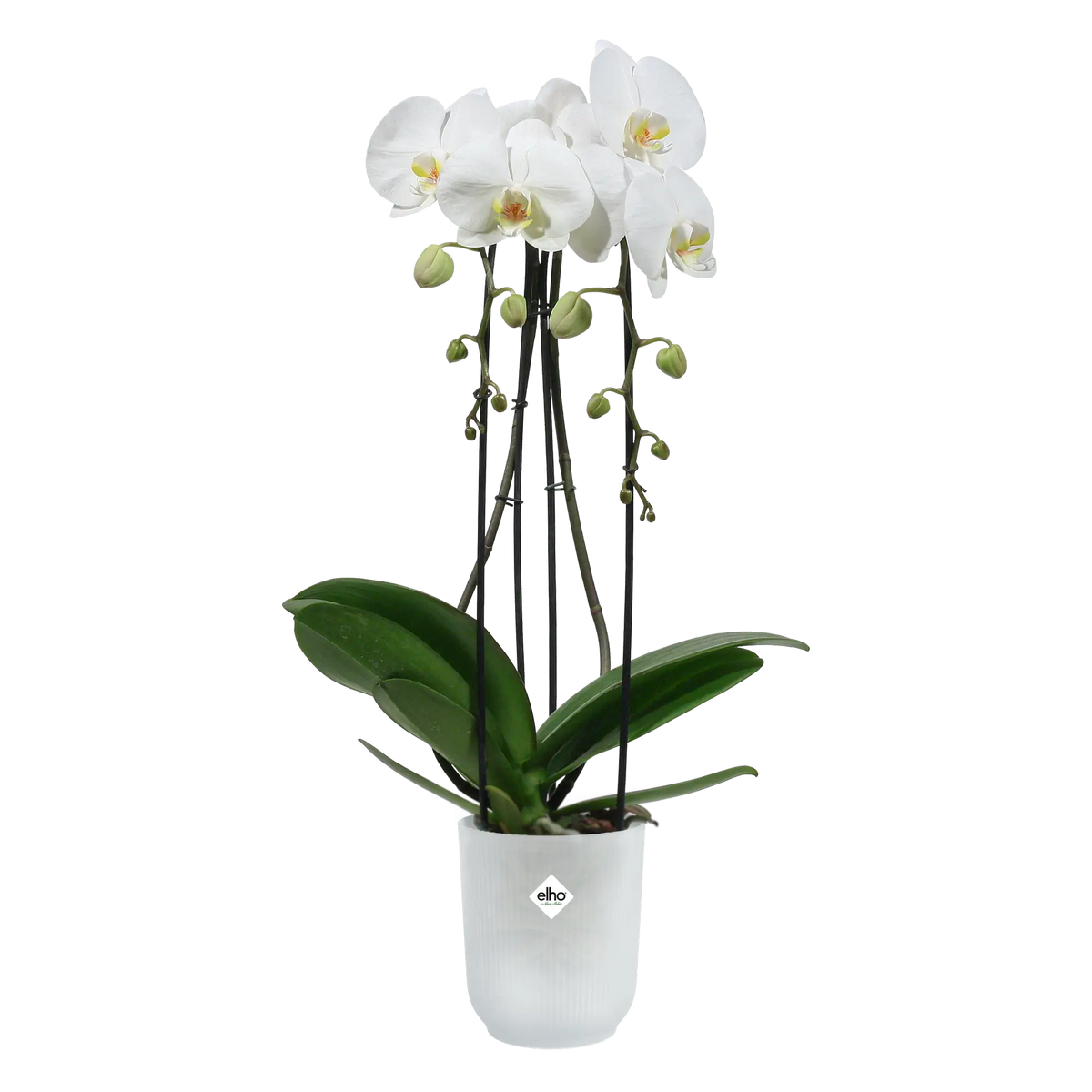 Vibes fold orchid high