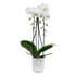 Vibes fold orchid high