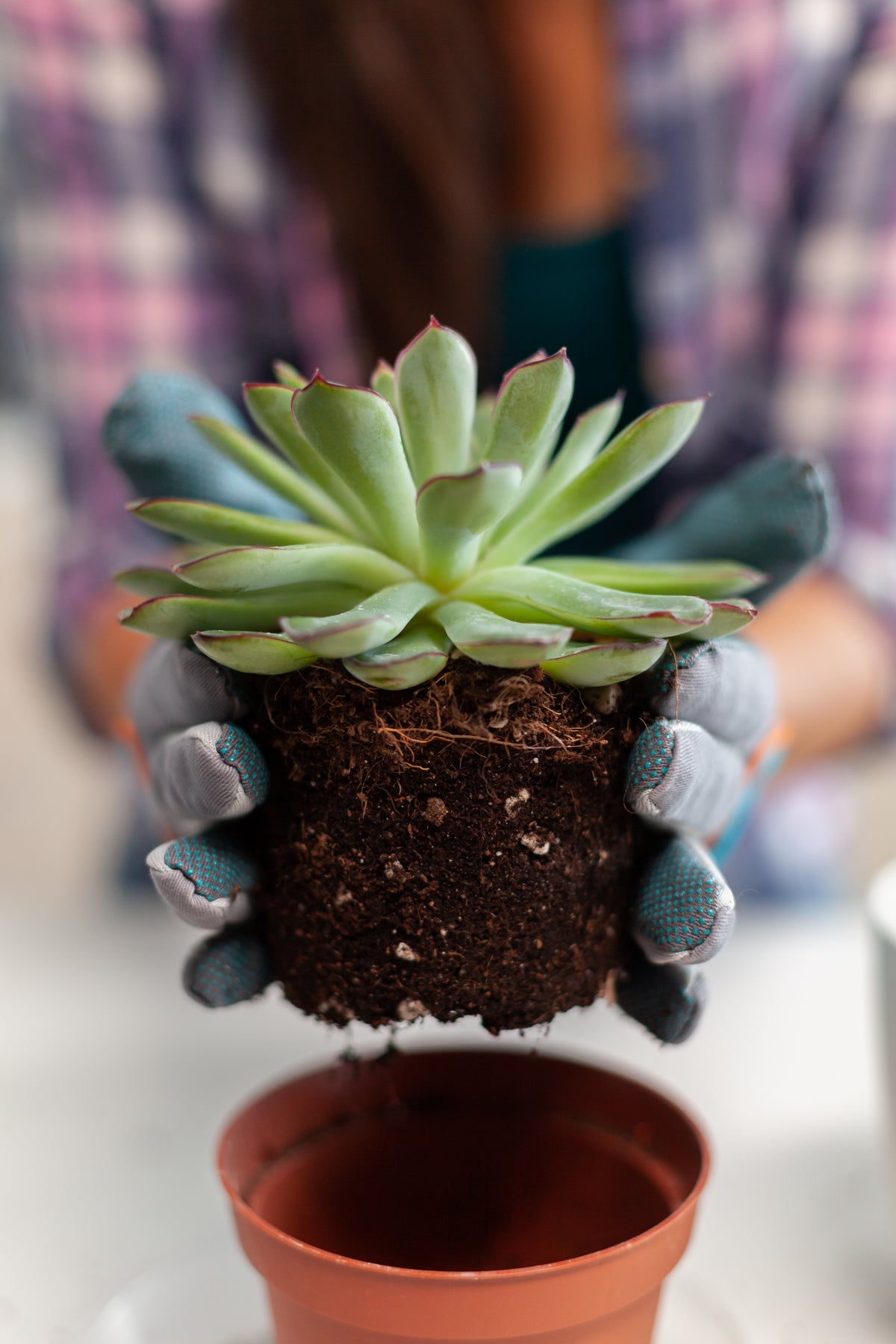 Atelier „Primii pași în plantare” @ Slow Coffee Festival